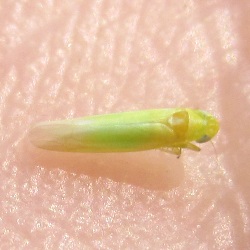 Ficocyba ficaria